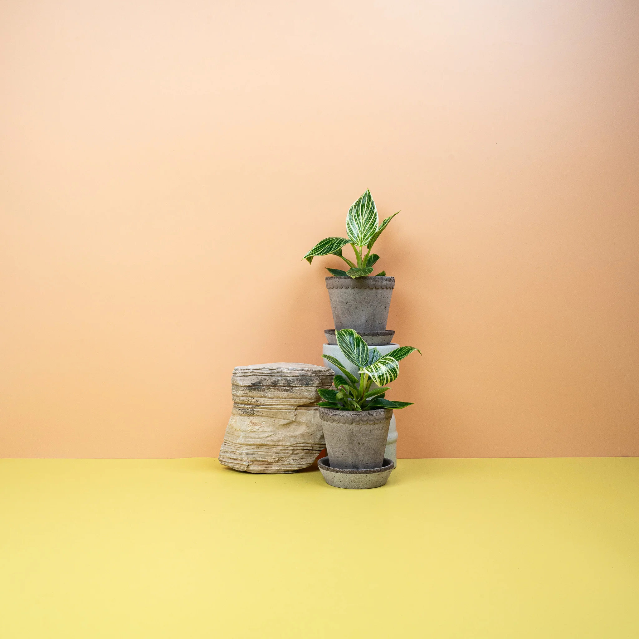PHILODENDRON BIRKIN - Image 7