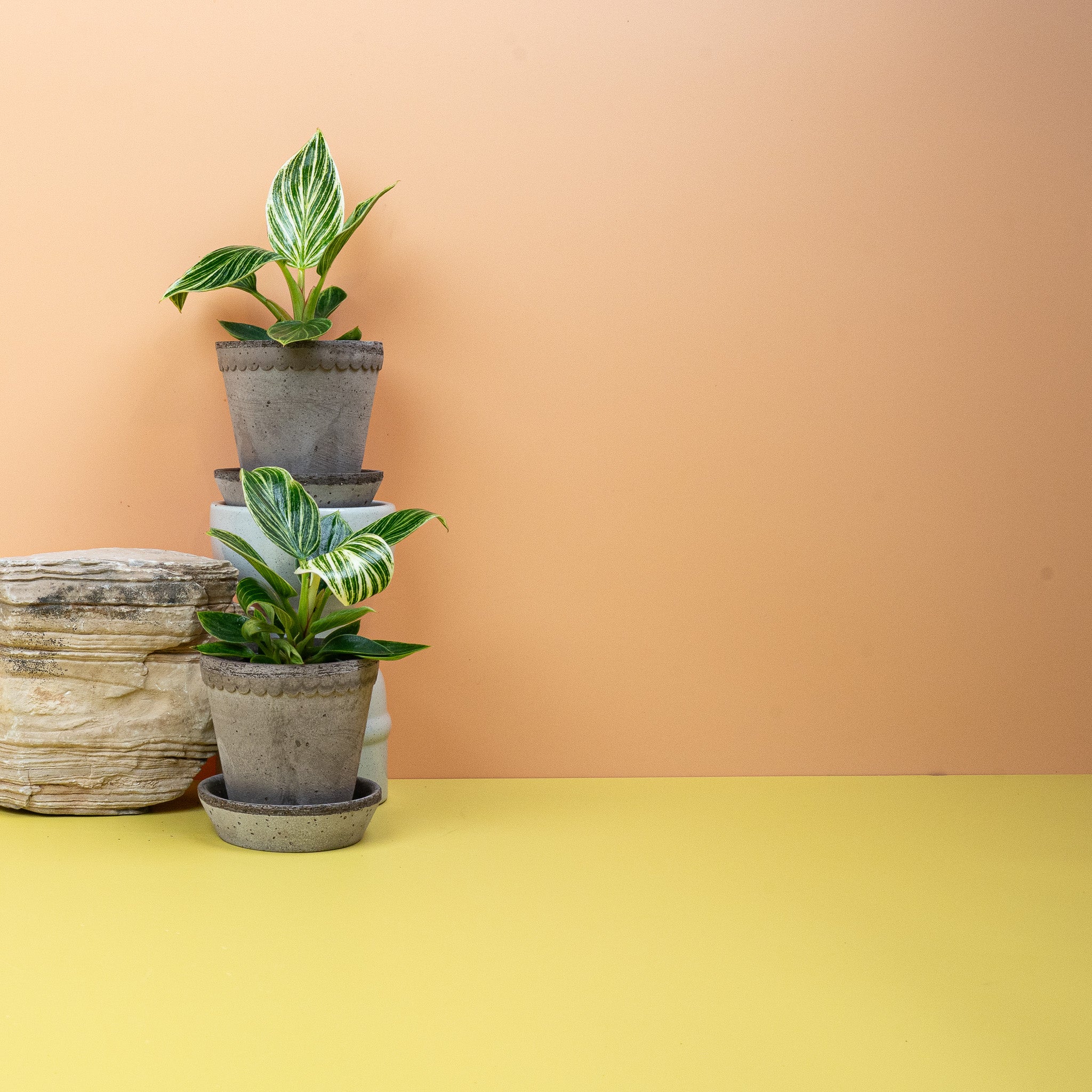 PHILODENDRON BIRKIN - Image 8