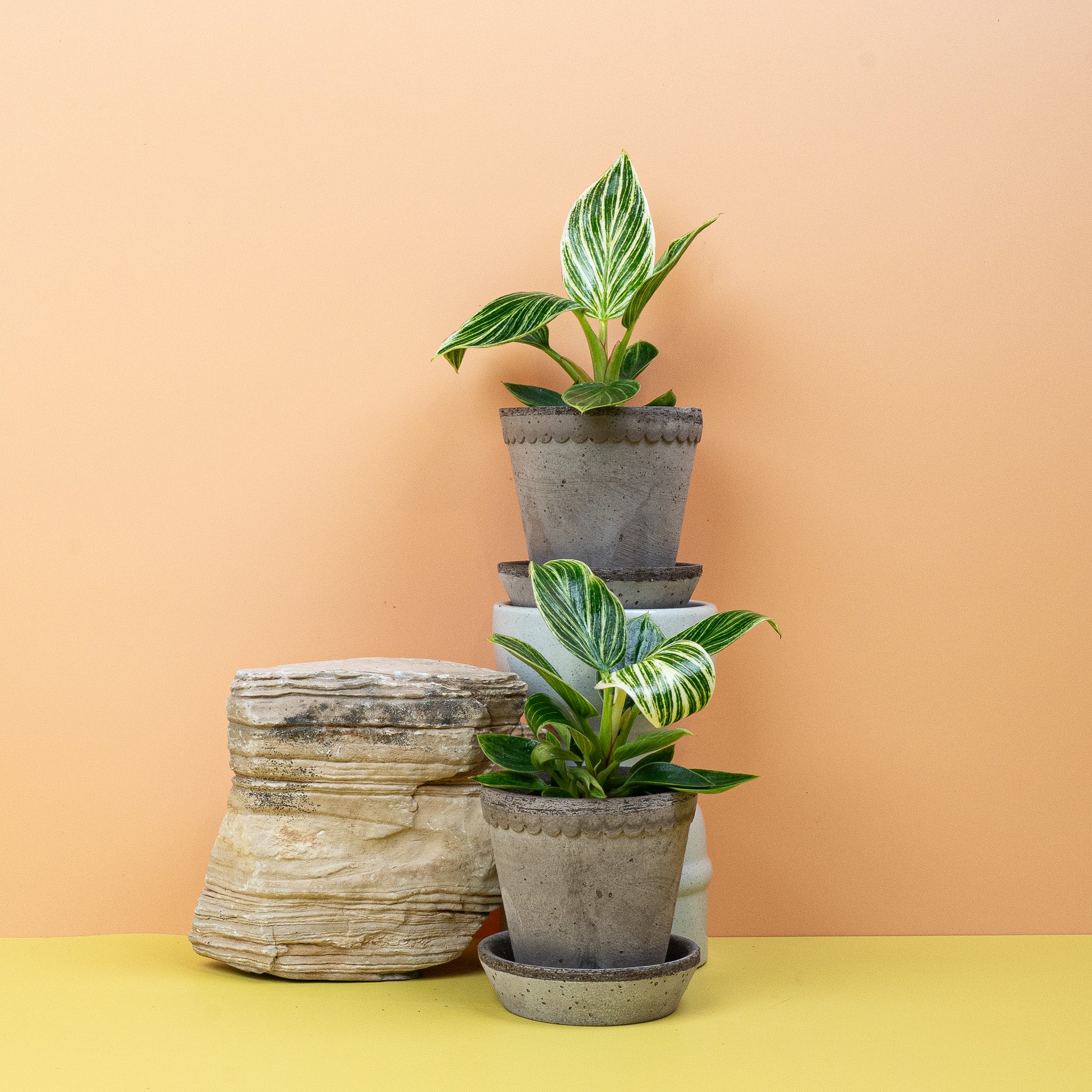 PHILODENDRON BIRKIN - Image 9