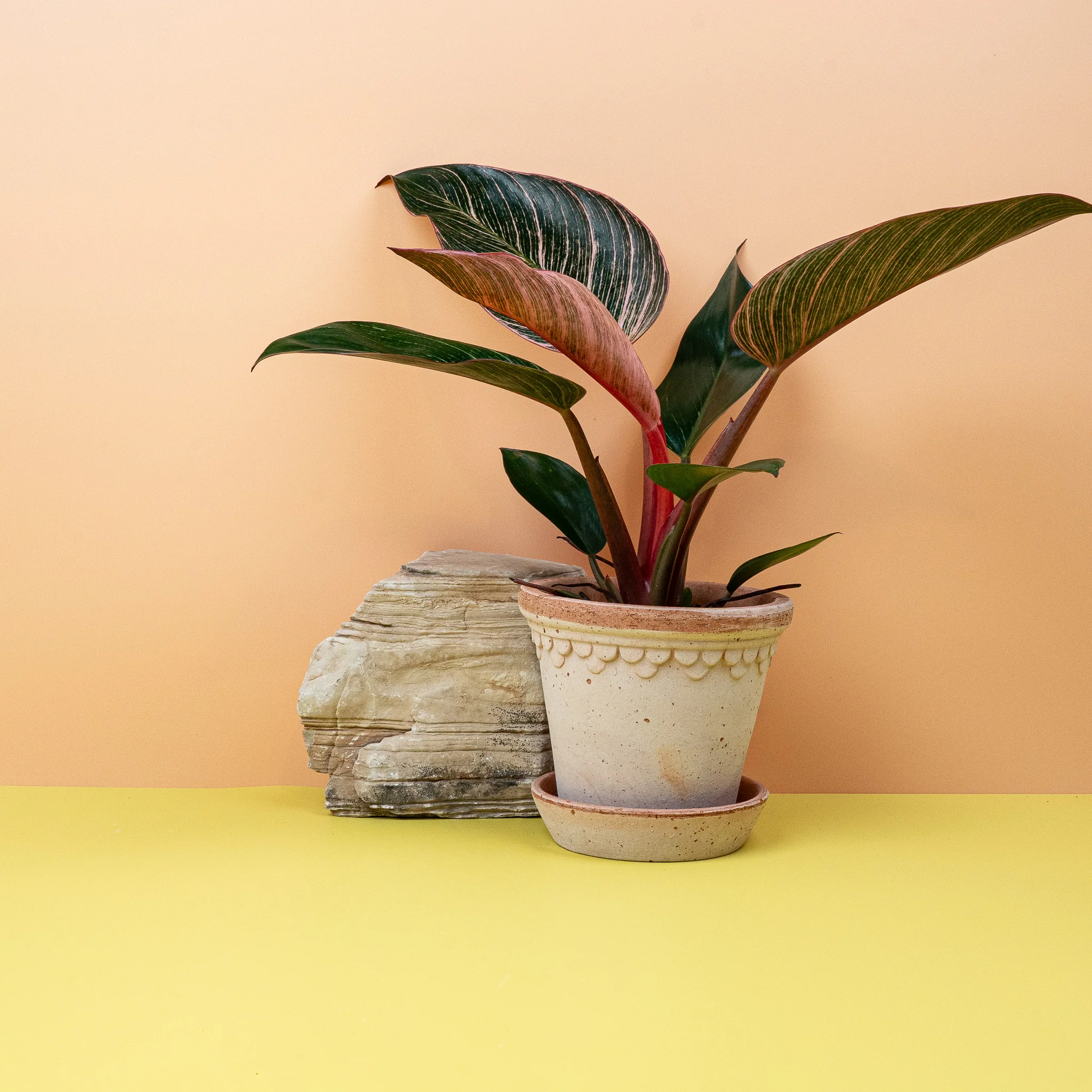 PHILODENDRON BIRKIN PINK - Image 4