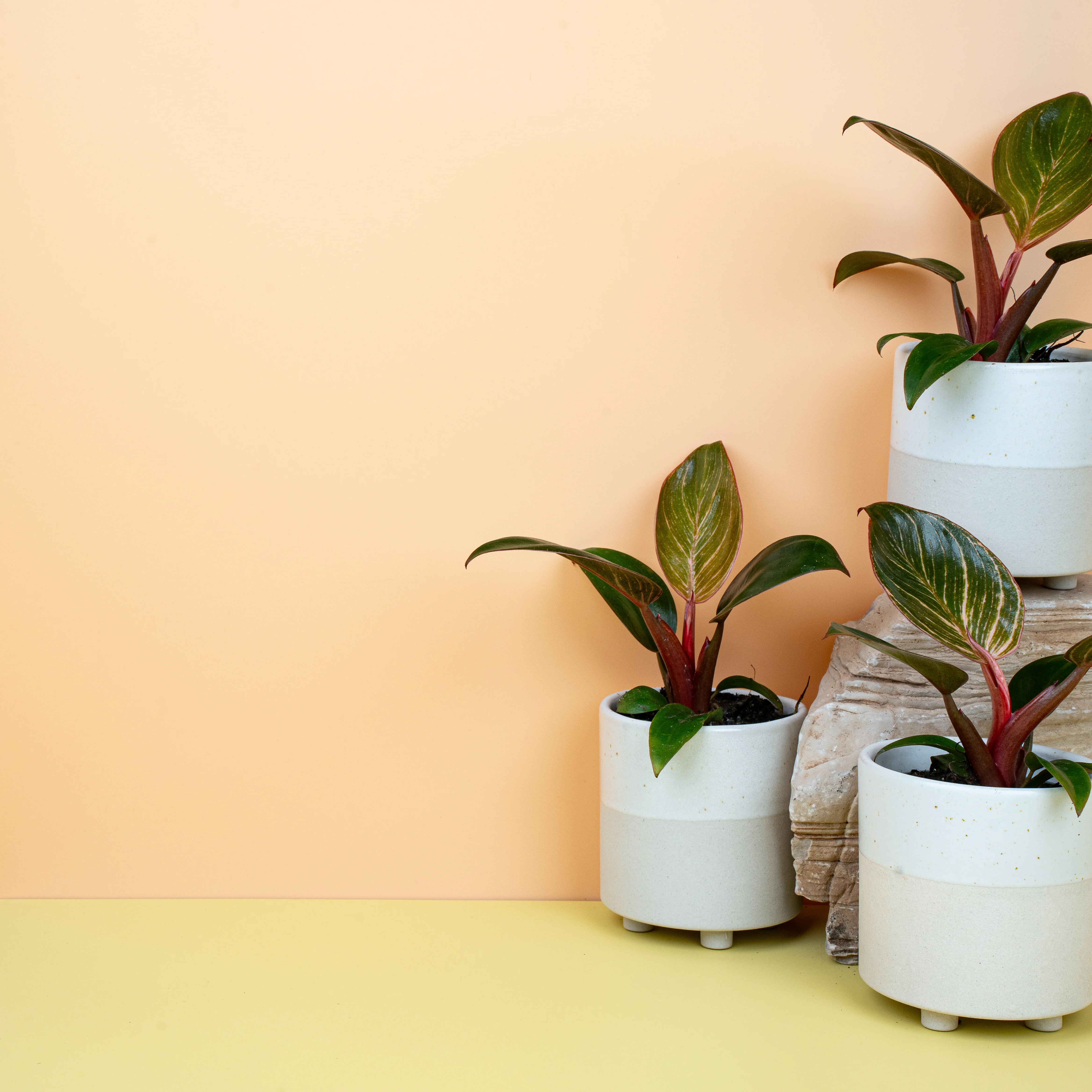 PHILODENDRON BIRKIN PINK - Image 7