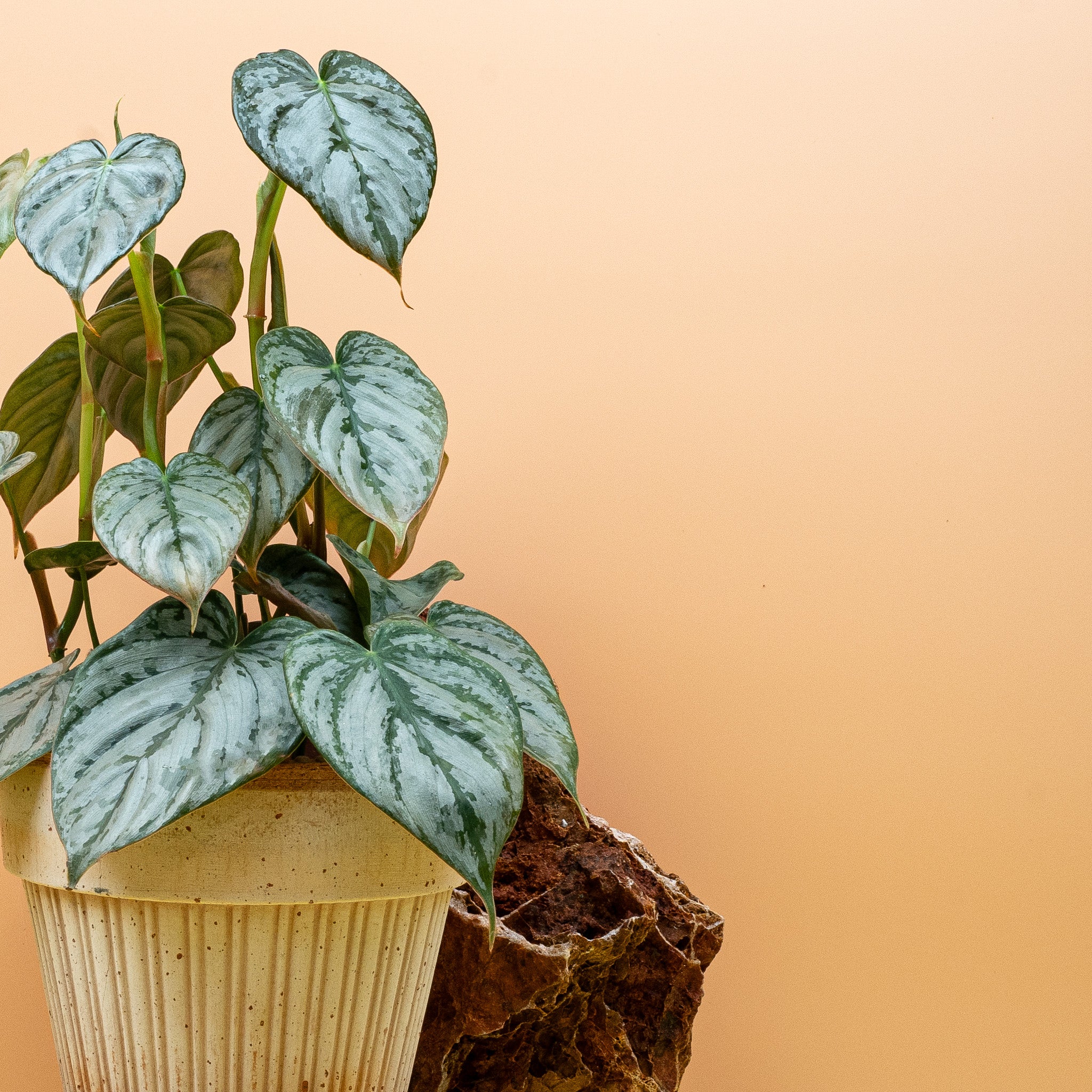 PHILODENDRON BRANDTIANUM - Image 10