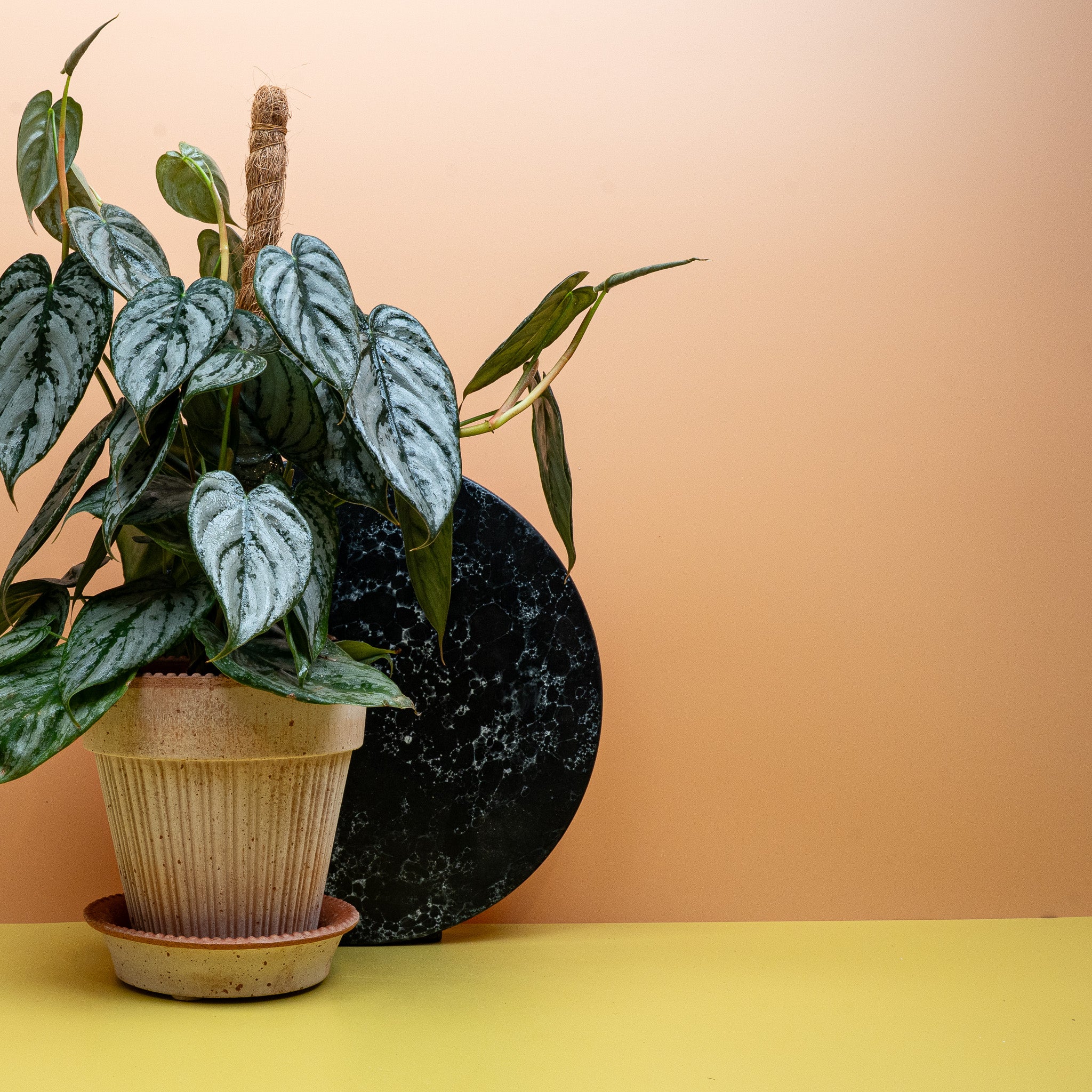 PHILODENDRON BRANDTIANUM - Image 4