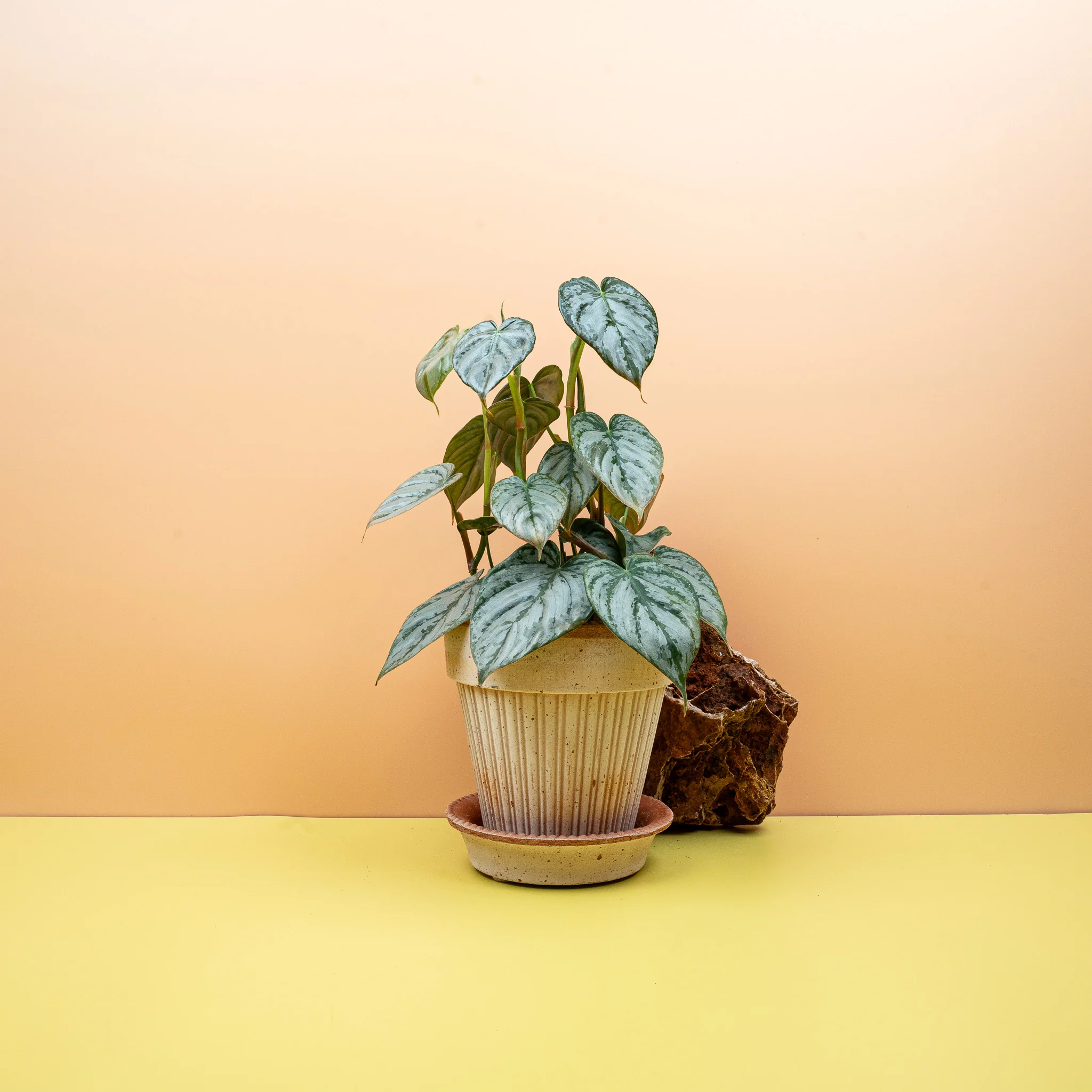 PHILODENDRON BRANDTIANUM - Image 6