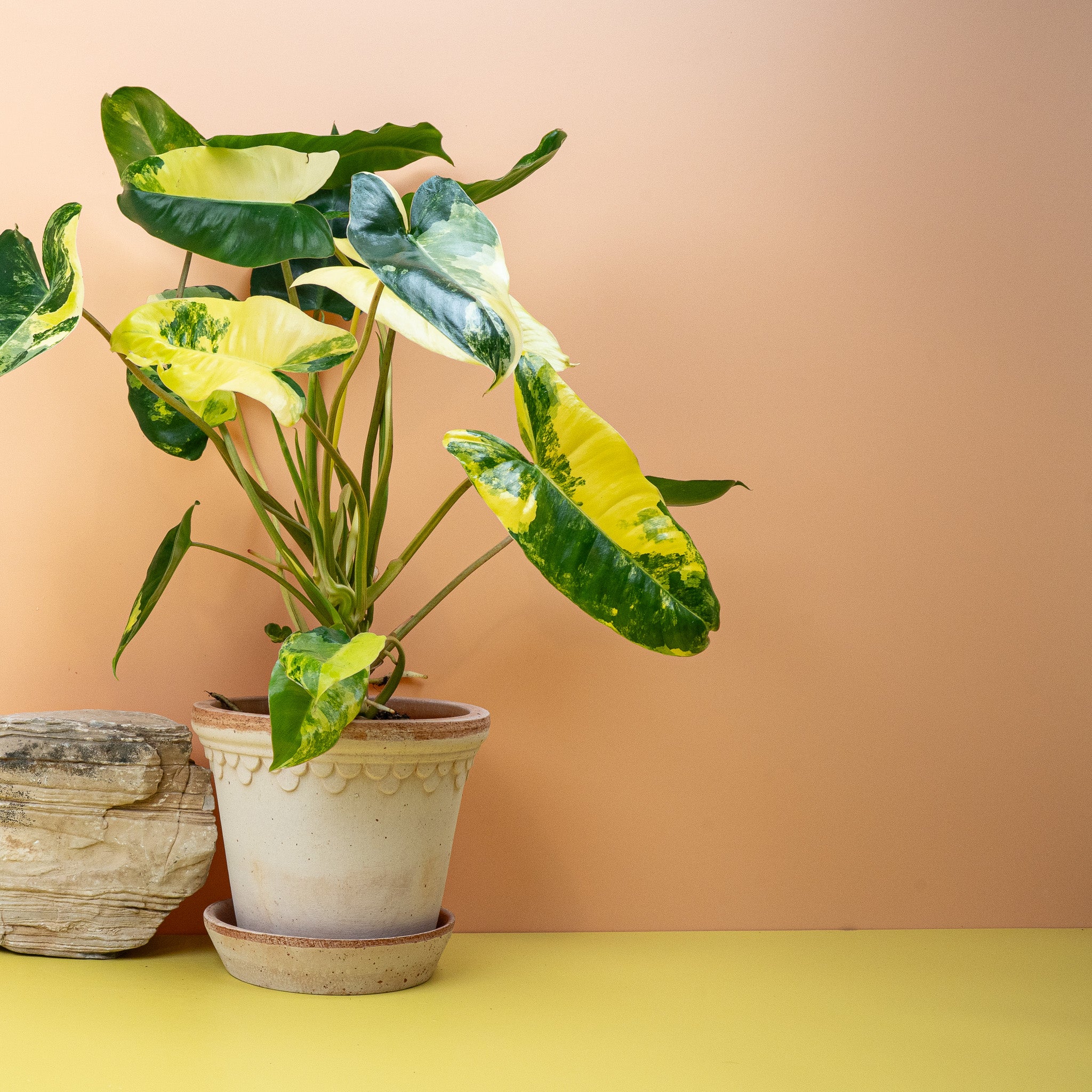 PHILODENDRON BURLE MARX VARIEGATA - Image 3