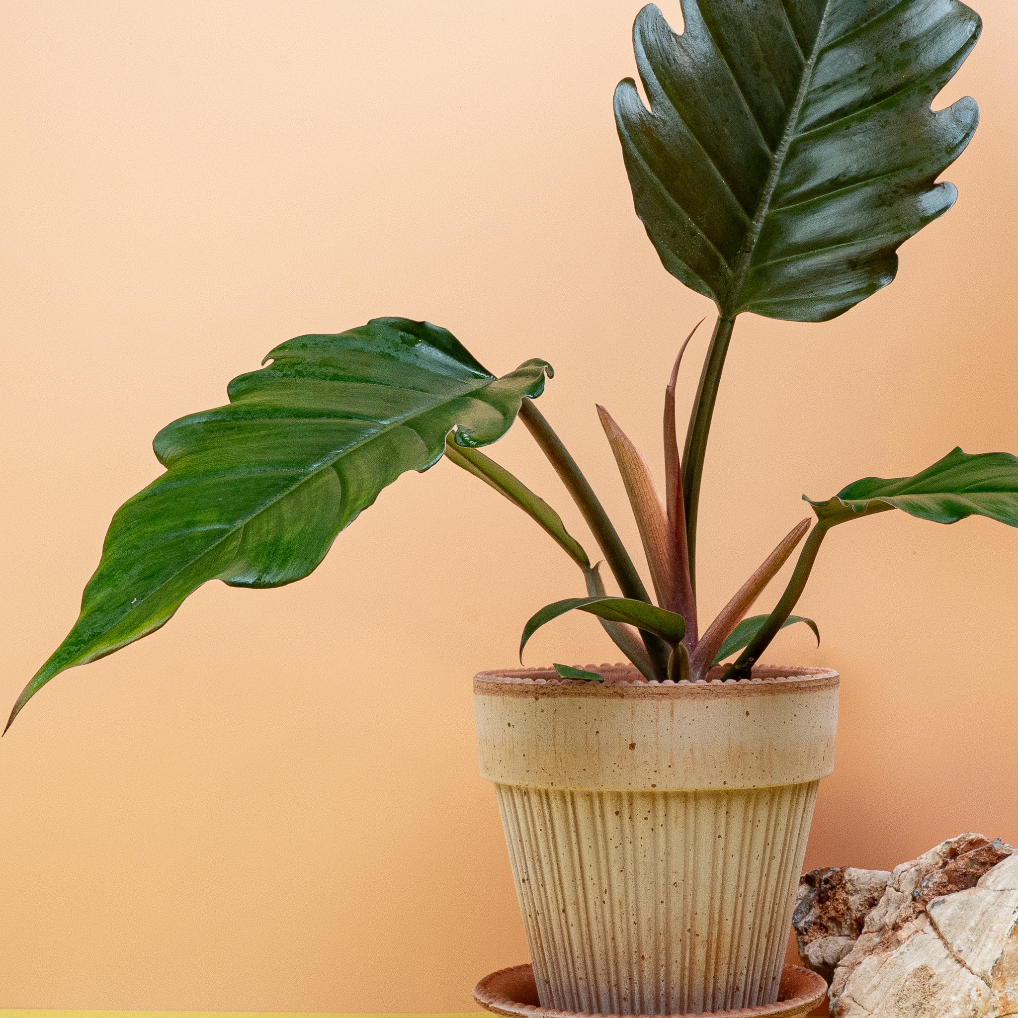 PHILODENDRON CARAMEL - Image 5