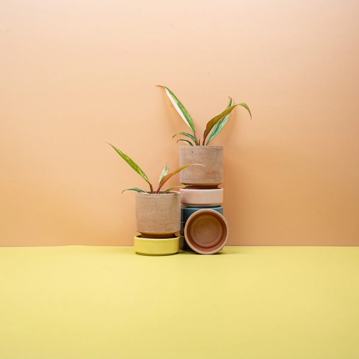 PHILODENDRON CARAMEL MARBLE - Image 6