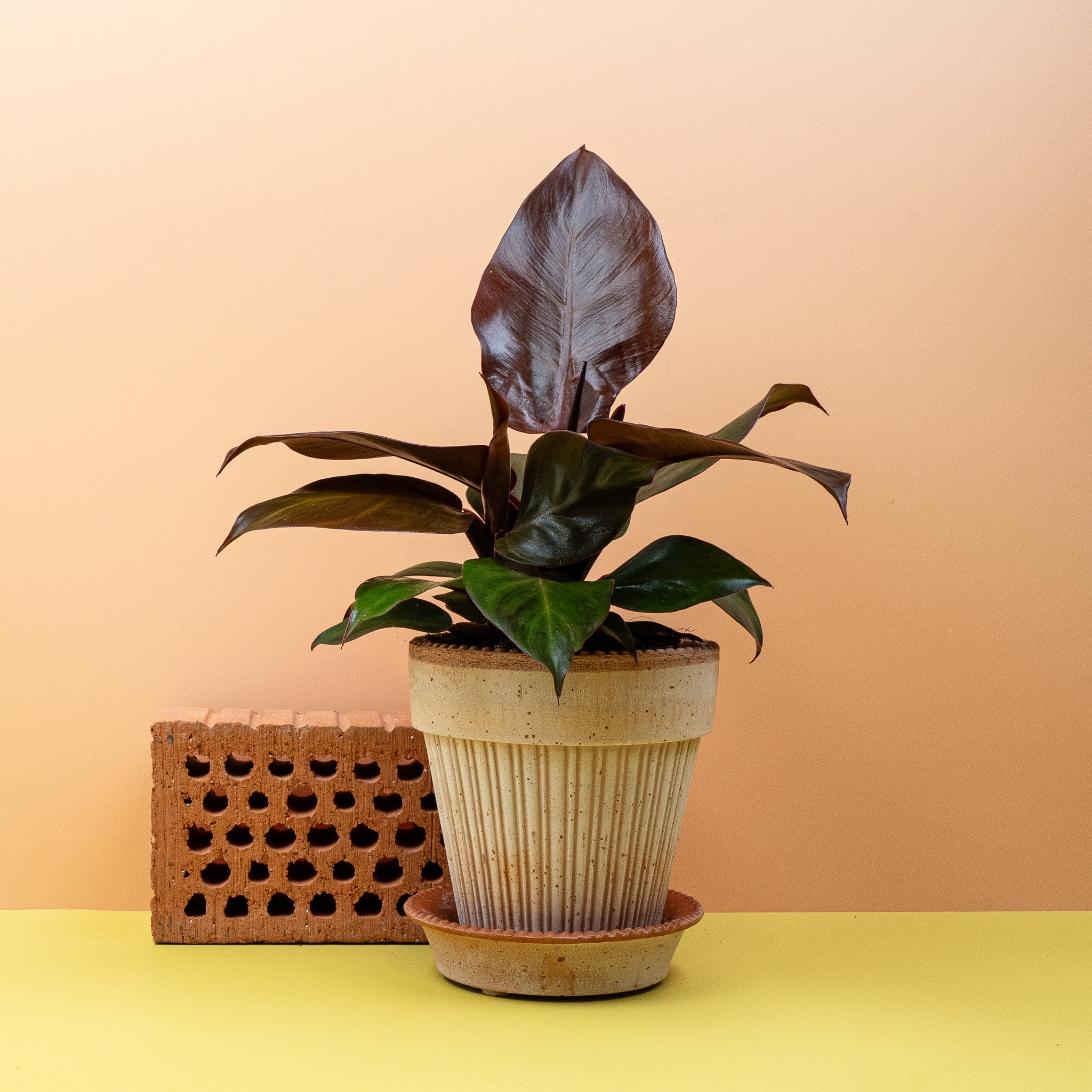 PHILODENDRON CHERRY RED