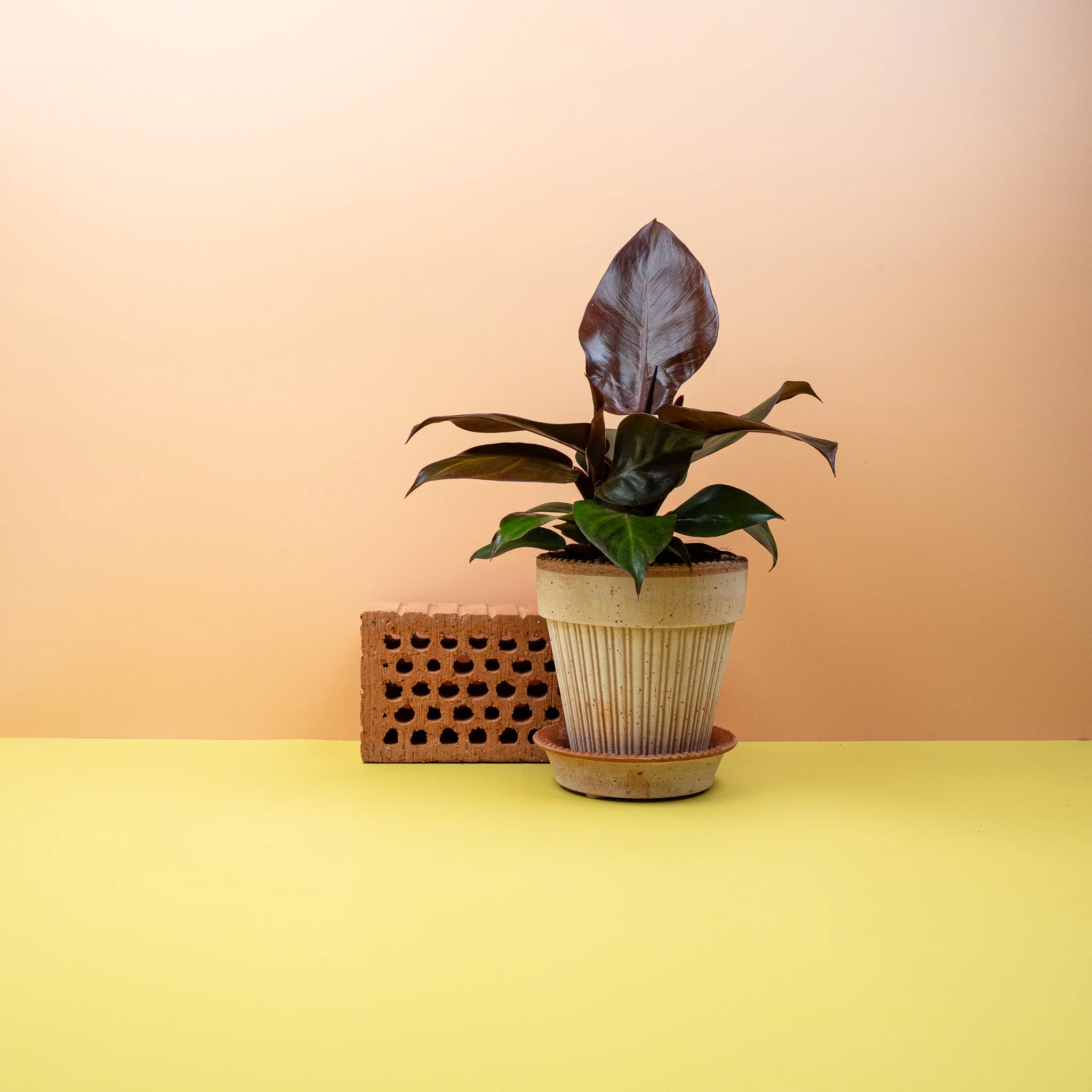 PHILODENDRON CHERRY RED - Image 2