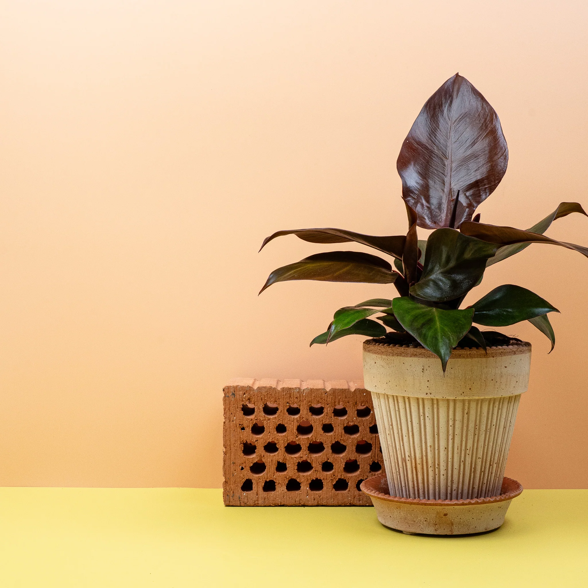 PHILODENDRON CHERRY RED - Image 3