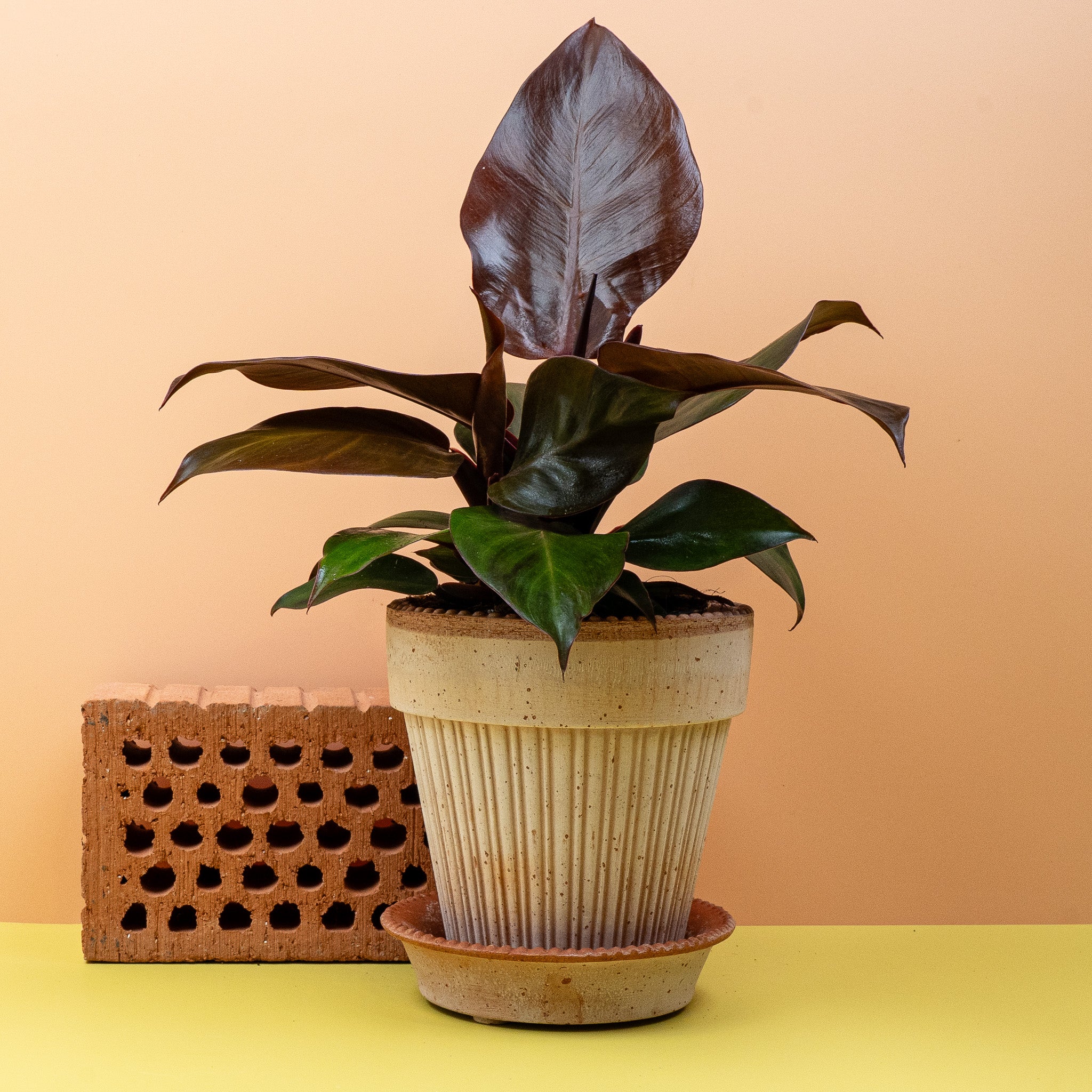 PHILODENDRON CHERRY RED - Image 4