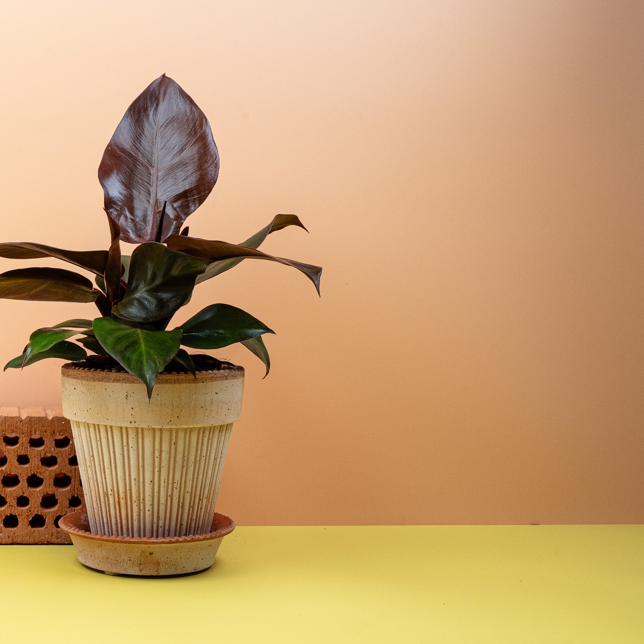 PHILODENDRON CHERRY RED - Image 5