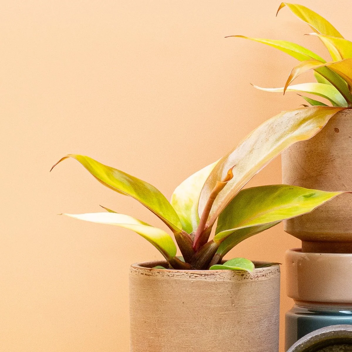 PHILODENDRON CHERRY RED - Image 7