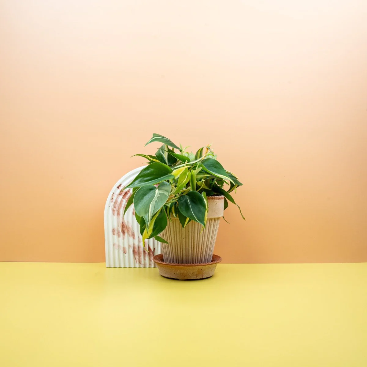PHILODENDRON CREAM SPLASH