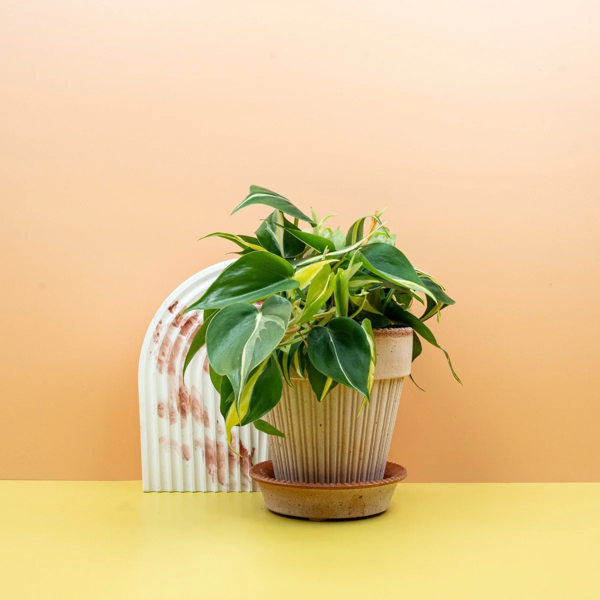 PHILODENDRON CREAM SPLASH - Image 4