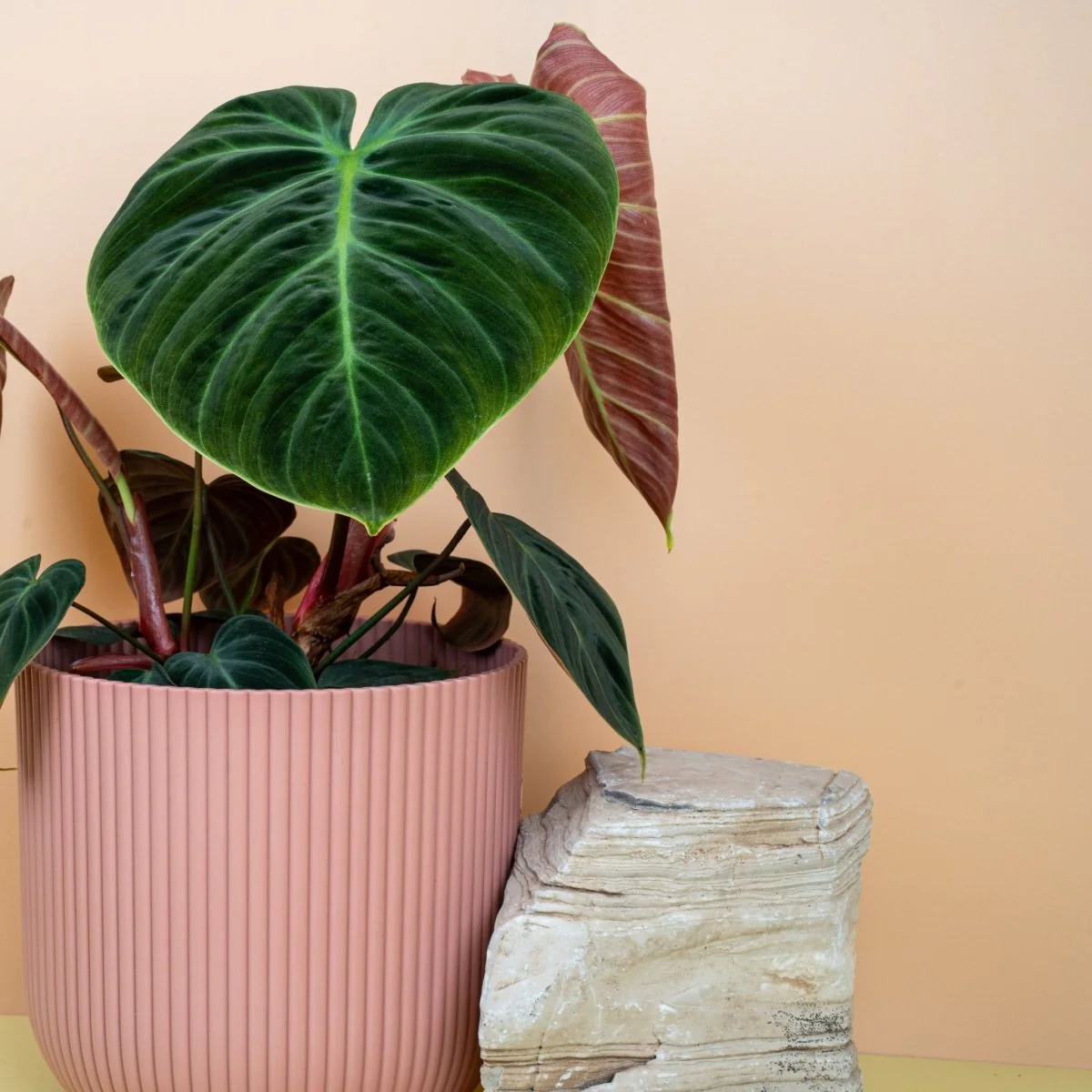 PHILODENDRON EL CHOCO RED - Image 4