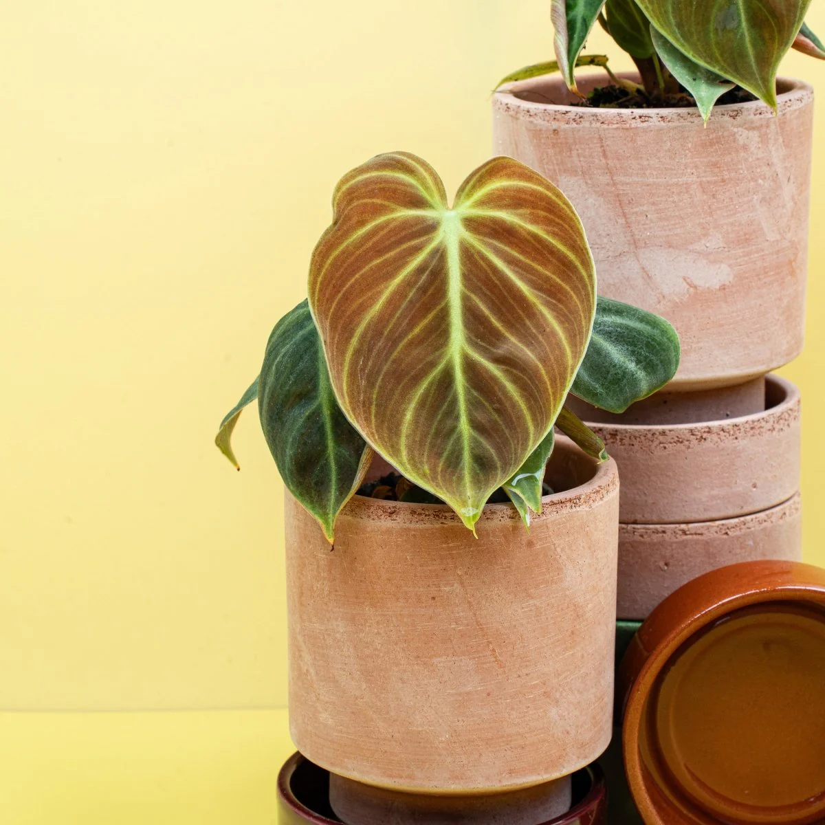 PHILODENDRON EL CHOCO RED - Image 9