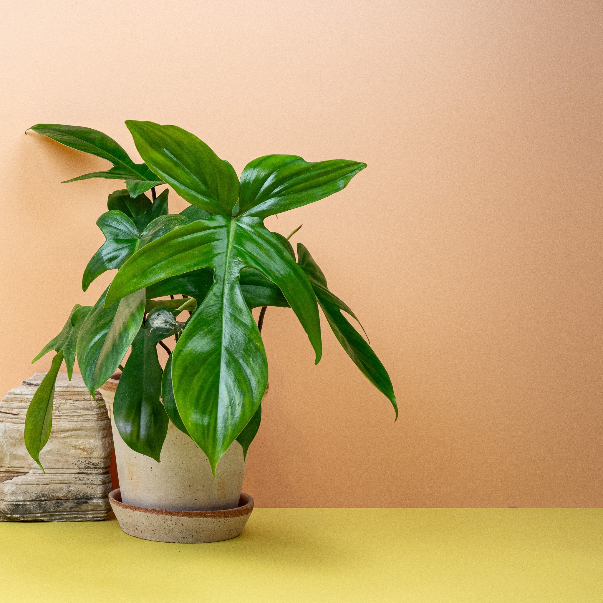 PHILODENDRON FLORIDA GREEN - Image 2