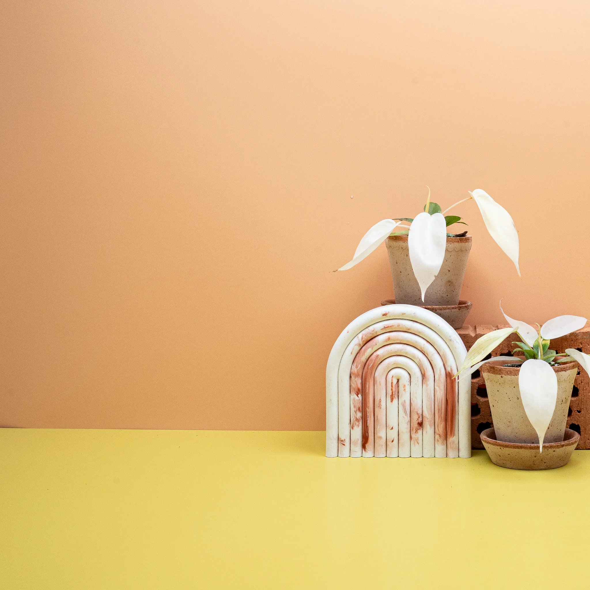 PHILODENDRON FLORIDA GHOST - Image 8