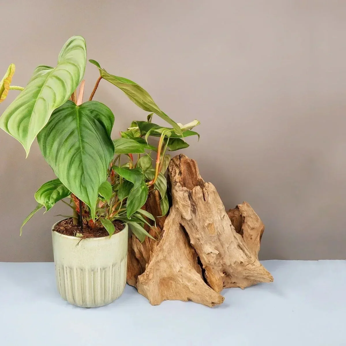 PHILODENDRON FUZZY PETIOLE - Image 3