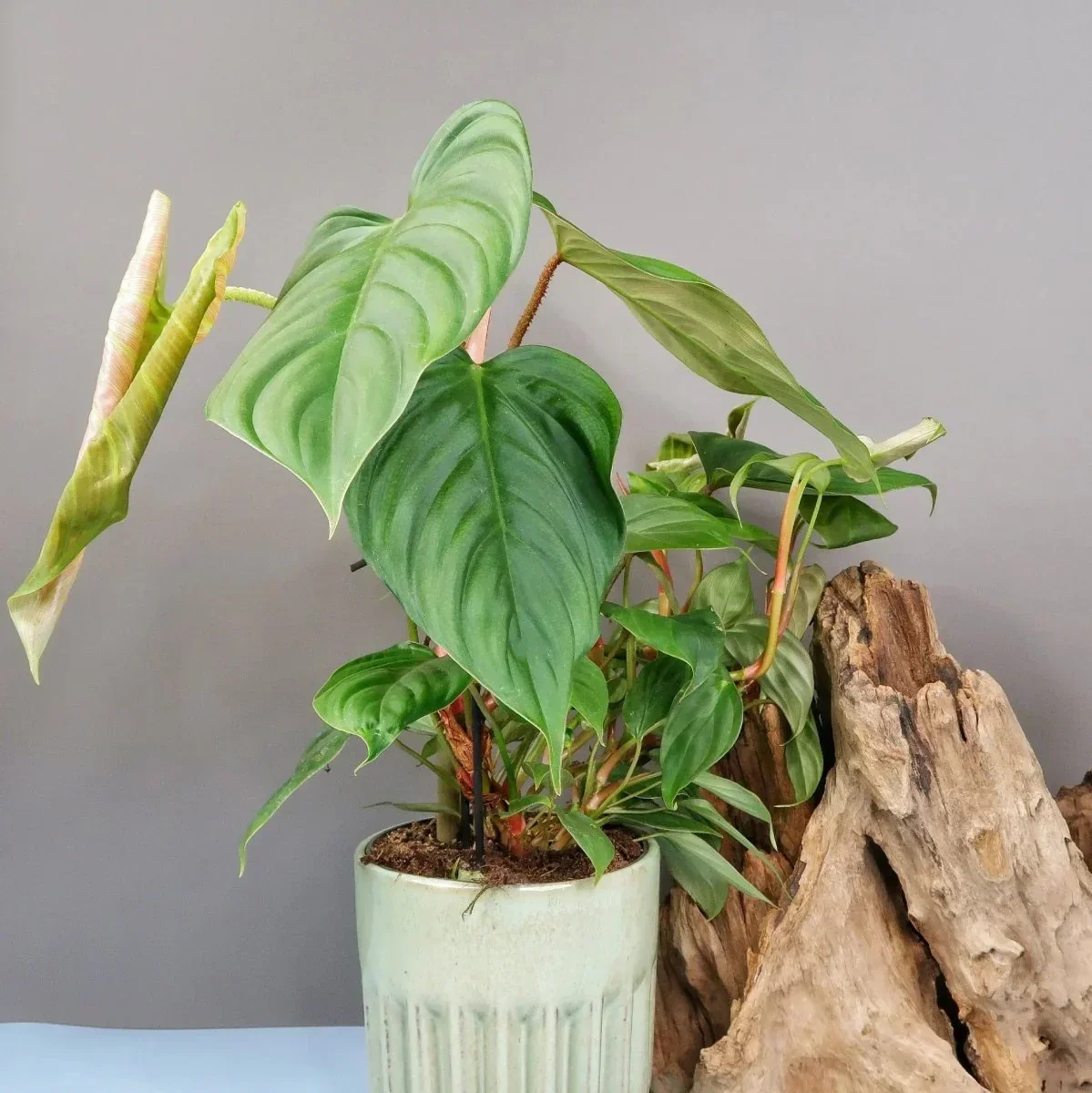 PHILODENDRON FUZZY PETIOLE - Image 4