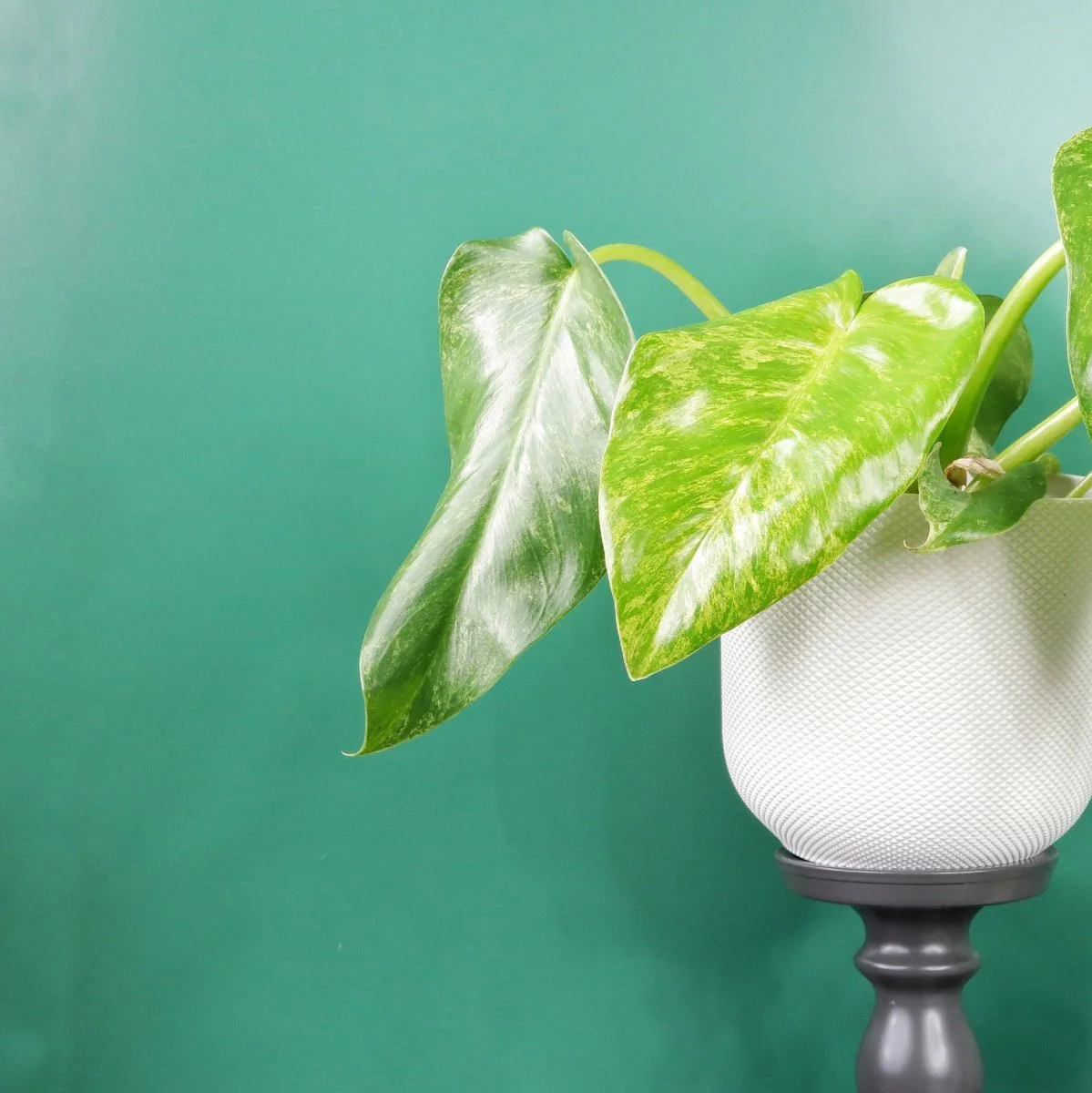 PHILODENDRON GIGANTUM VARIEGATA - Image 2