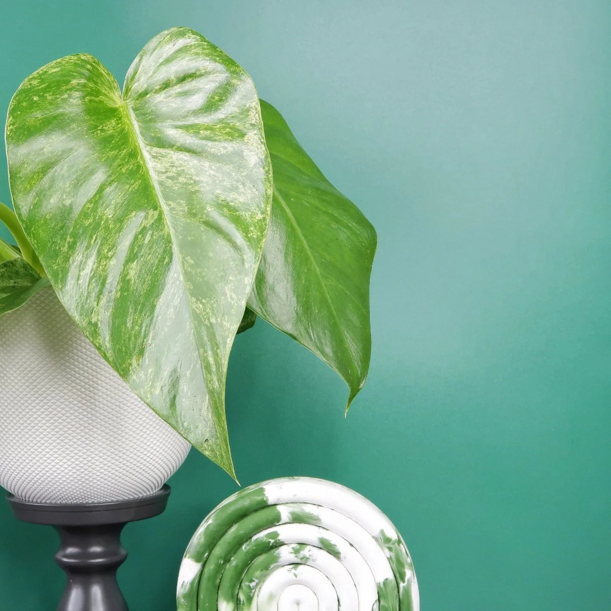 PHILODENDRON GIGANTUM VARIEGATA - Image 3