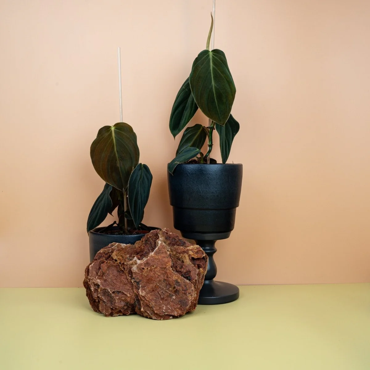 PHILODENDRON GIGAS