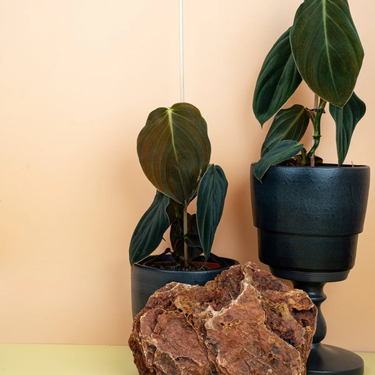 PHILODENDRON GIGAS - Image 2