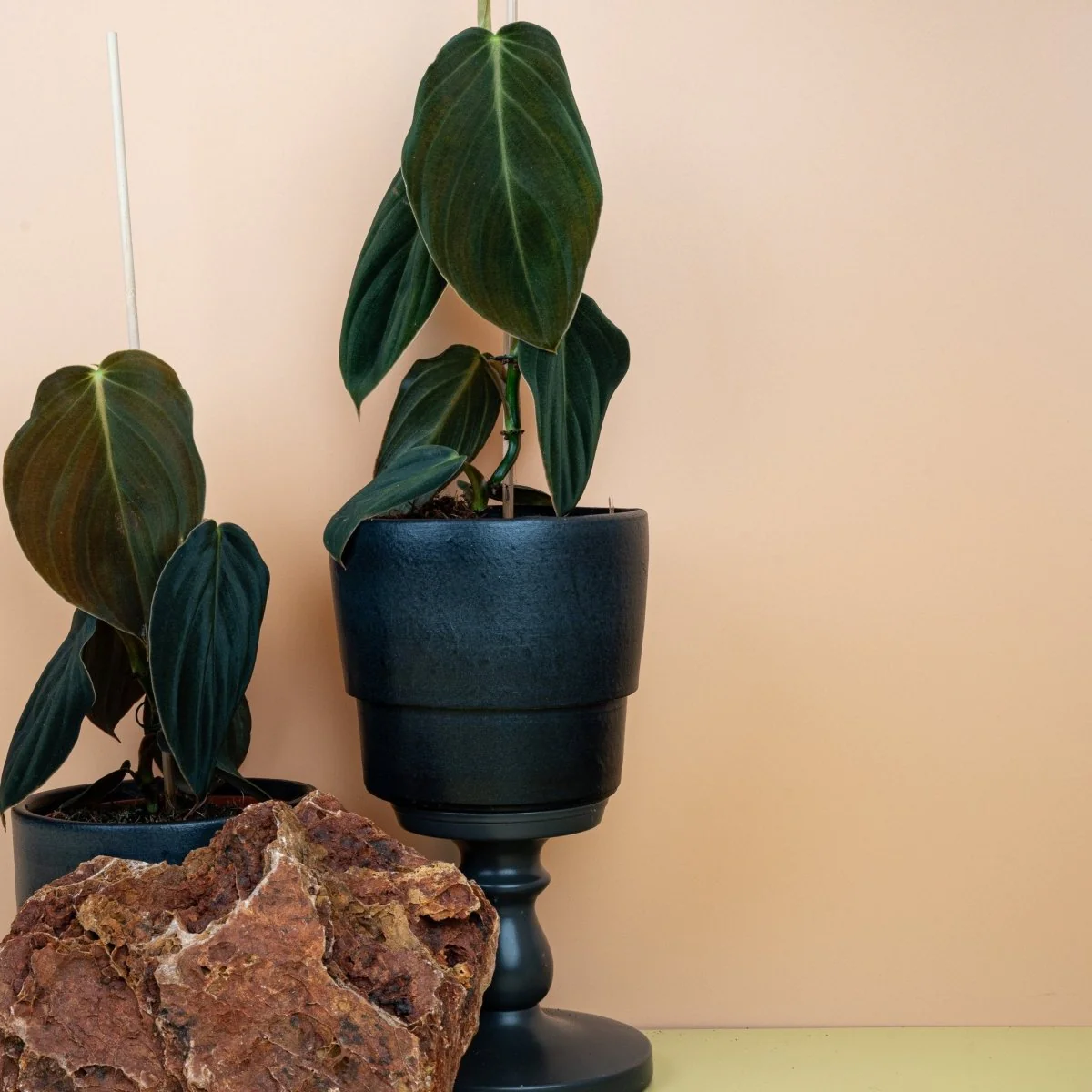 PHILODENDRON GIGAS - Image 3