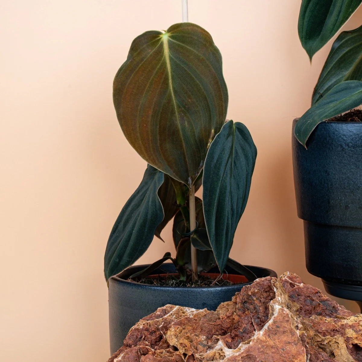 PHILODENDRON GIGAS - Image 4