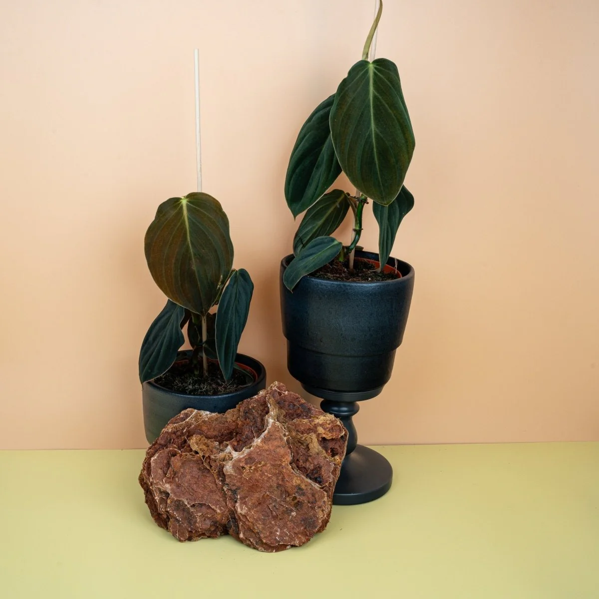 PHILODENDRON GIGAS - Image 5
