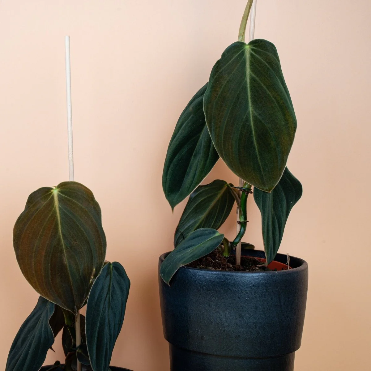 PHILODENDRON GIGAS - Image 6