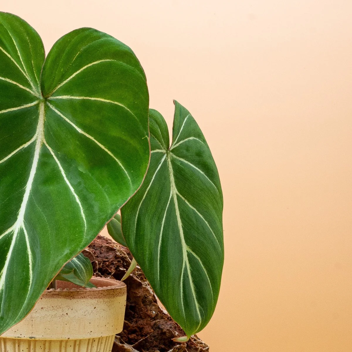 PHILODENDRON GLORIOSUM - Image 10