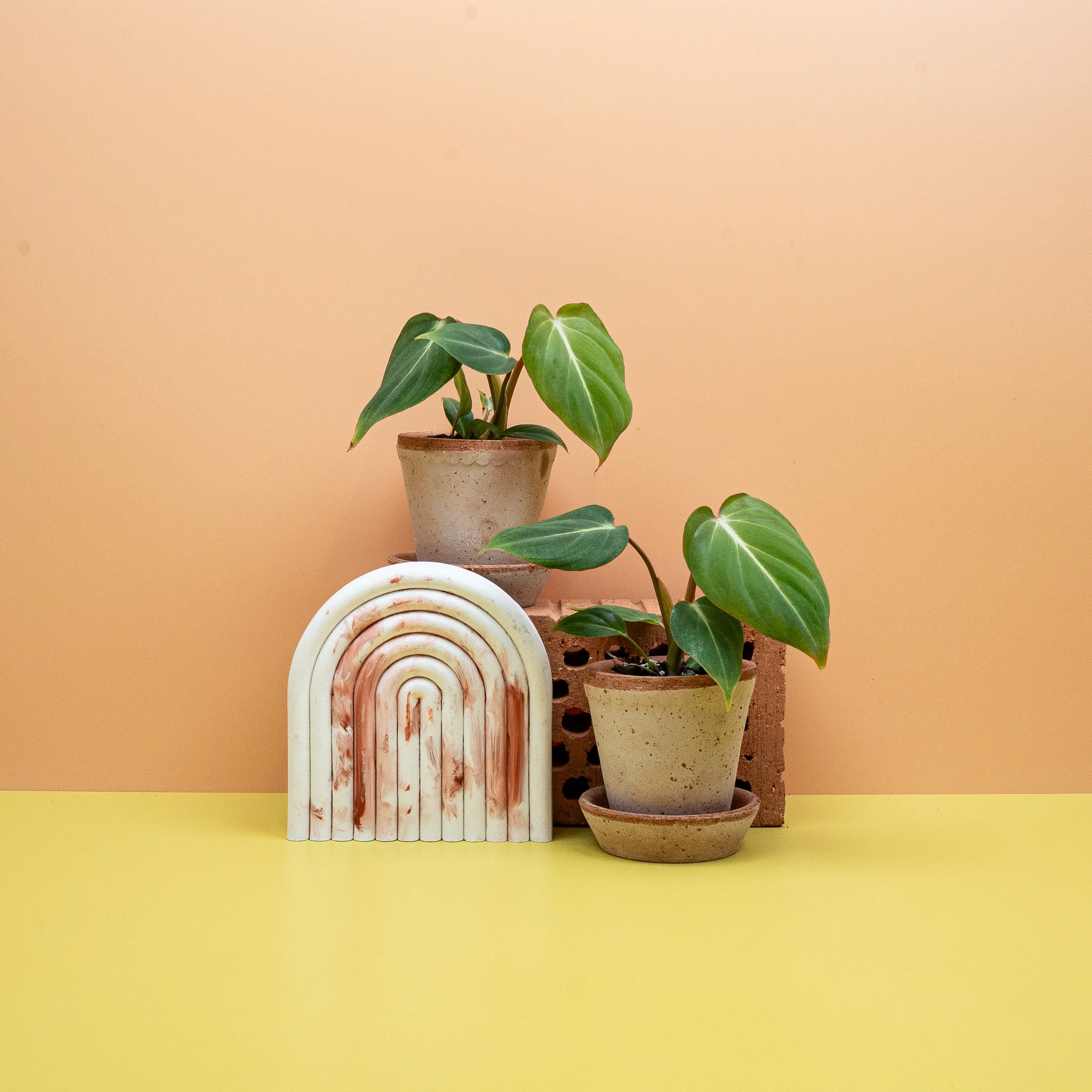 PHILODENDRON GLORIOSUM - Image 11