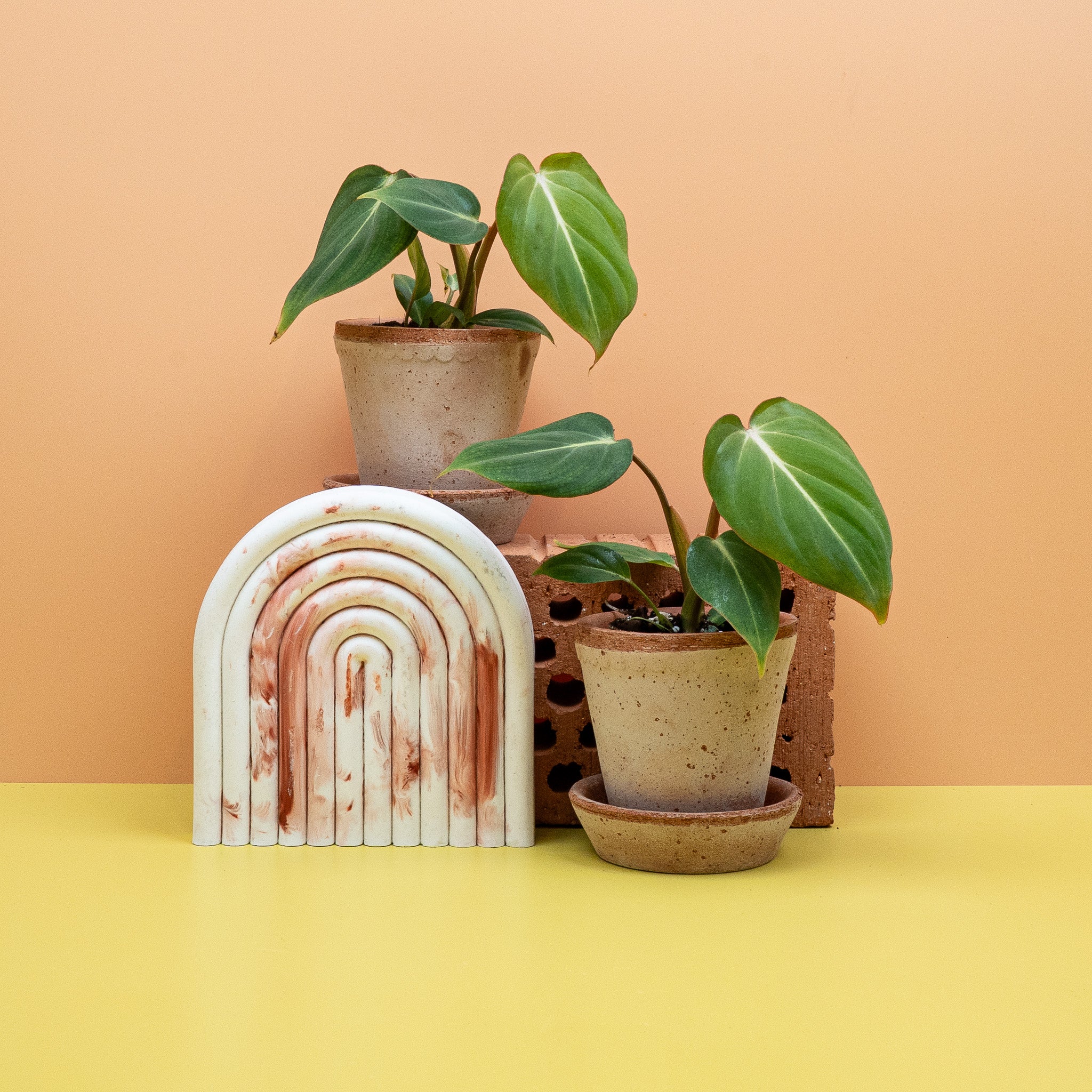 PHILODENDRON GLORIOSUM - Image 15