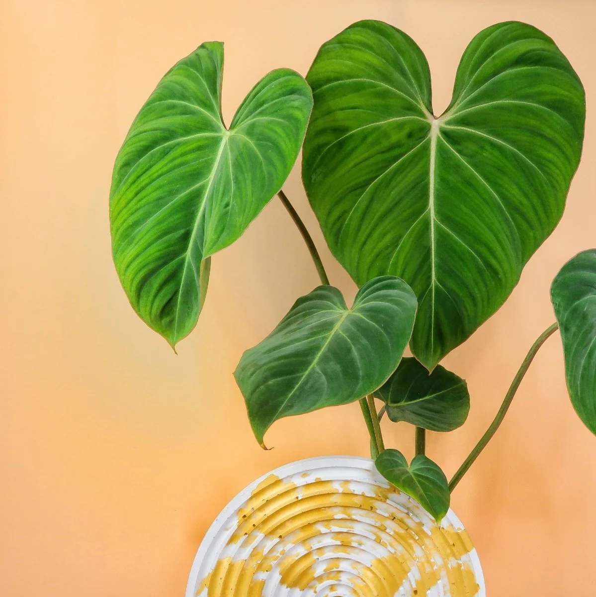 PHILODENDRON GLORIOSUM - Image 3
