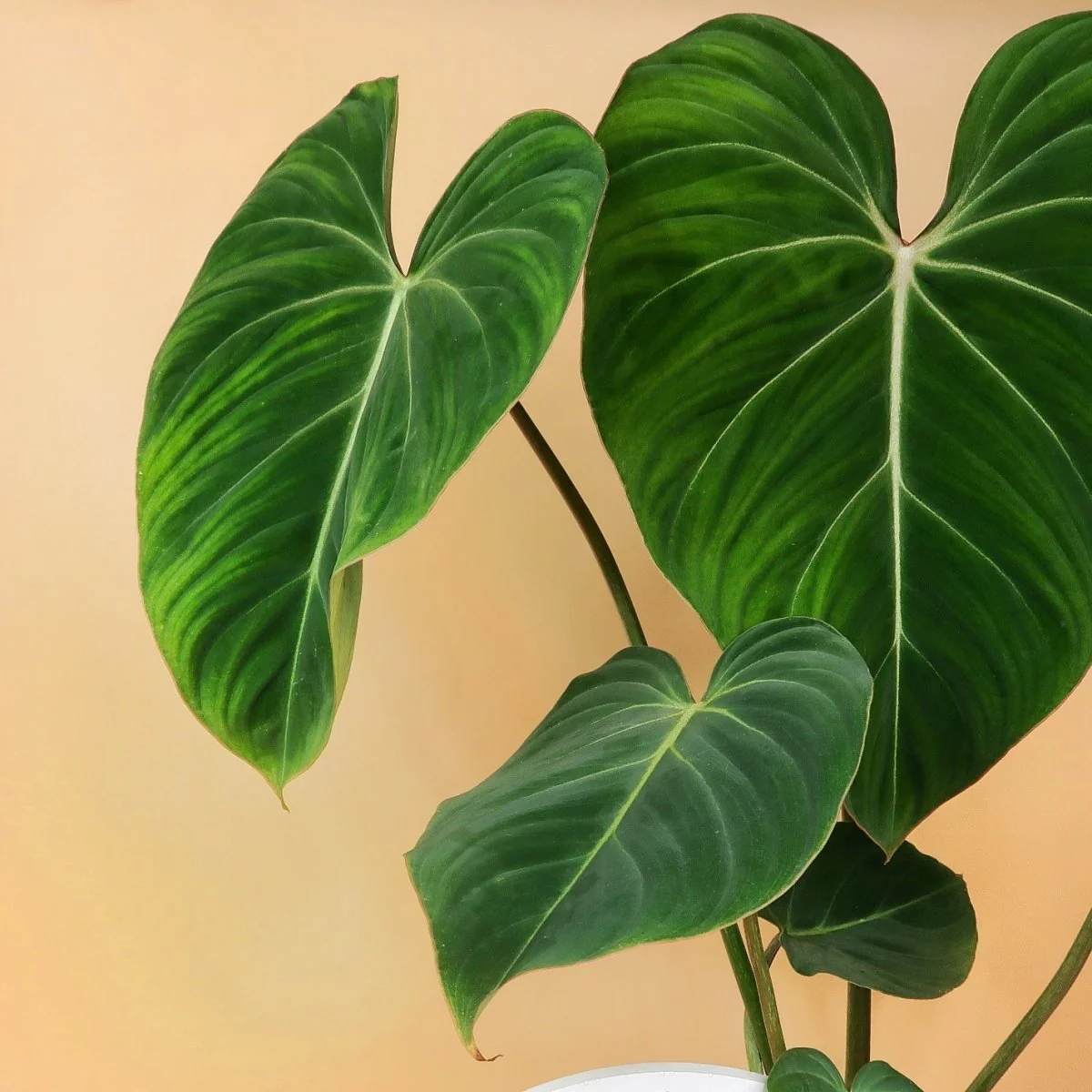 PHILODENDRON GLORIOSUM - Image 4