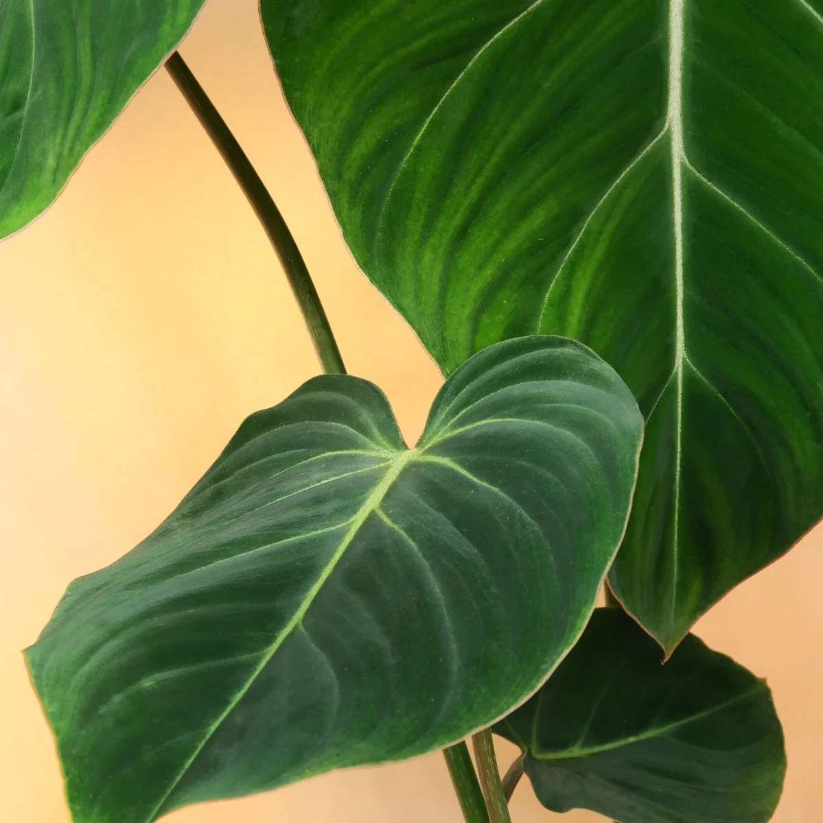 PHILODENDRON GLORIOSUM - Image 5