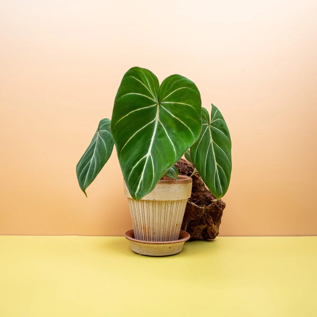 PHILODENDRON GLORIOSUM - Image 6
