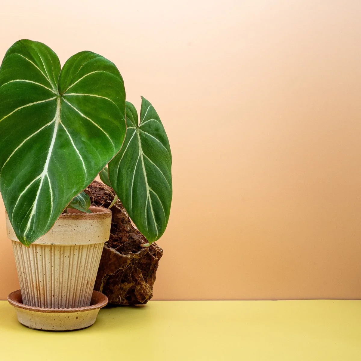 PHILODENDRON GLORIOSUM - Image 7