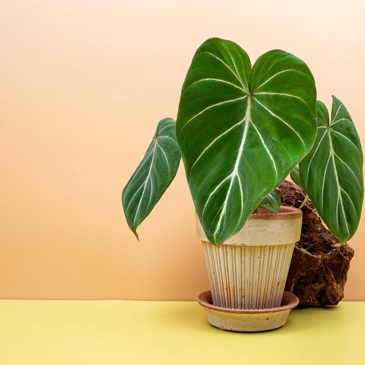 PHILODENDRON GLORIOSUM - Image 8