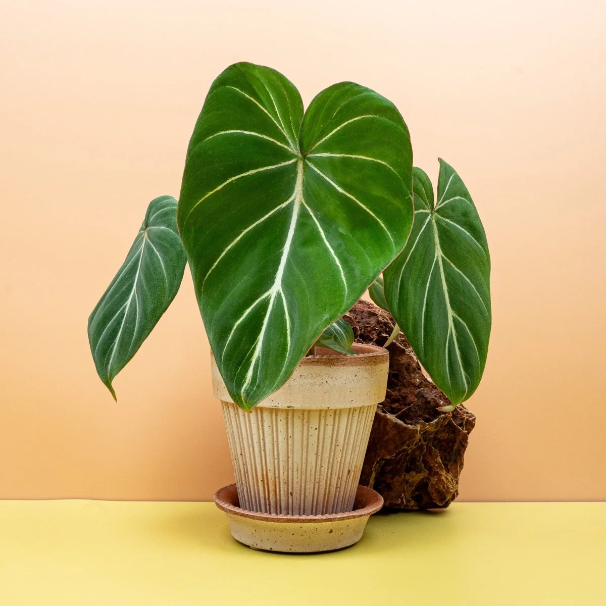 PHILODENDRON GLORIOSUM - Image 9