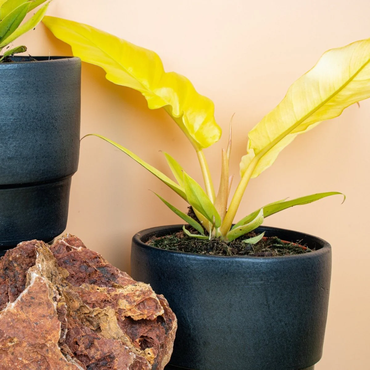 PHILODENDRON GOLDEN SAW - Image 4