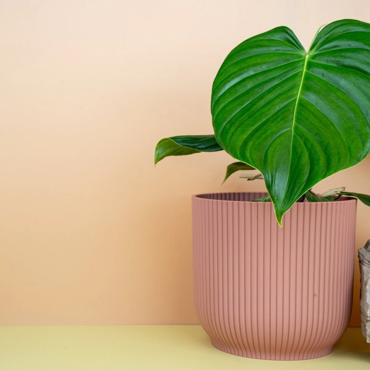 PHILODENDRON GRANDIPES - Image 7