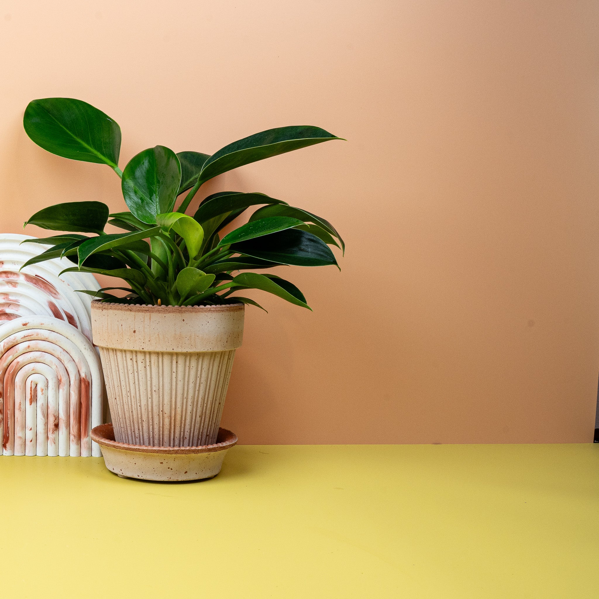 PHILODENDRON GREEN PRINCESS - Image 2