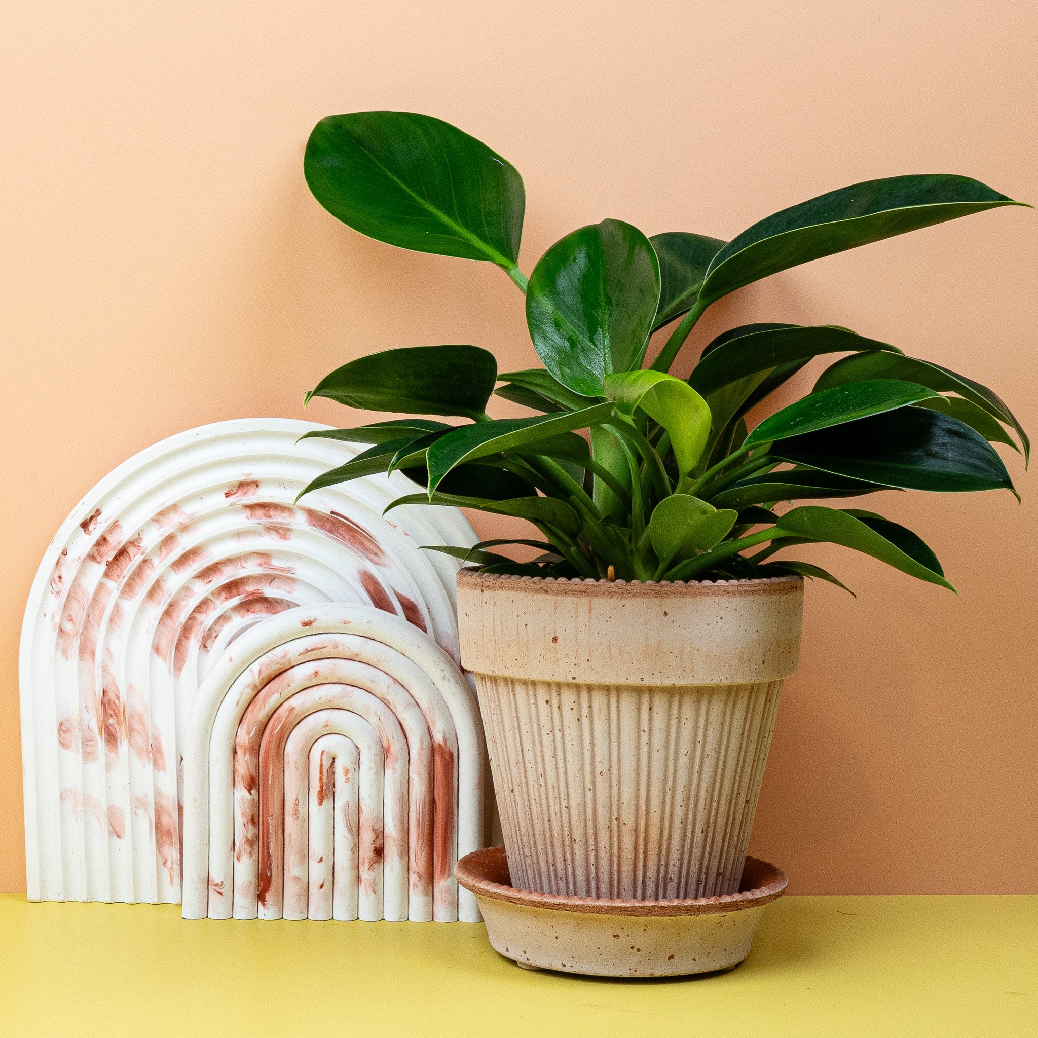 PHILODENDRON GREEN PRINCESS - Image 5