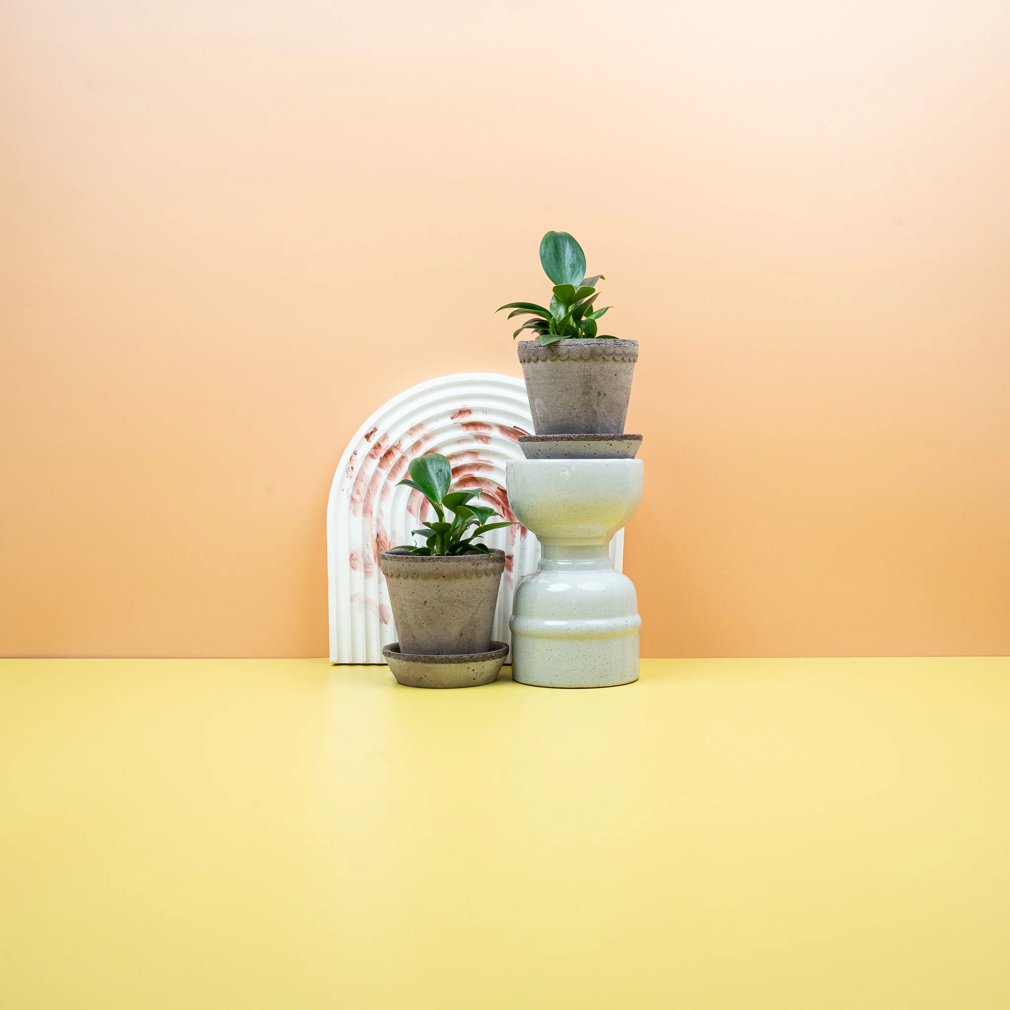 PHILODENDRON GREEN PRINCESS - Image 6