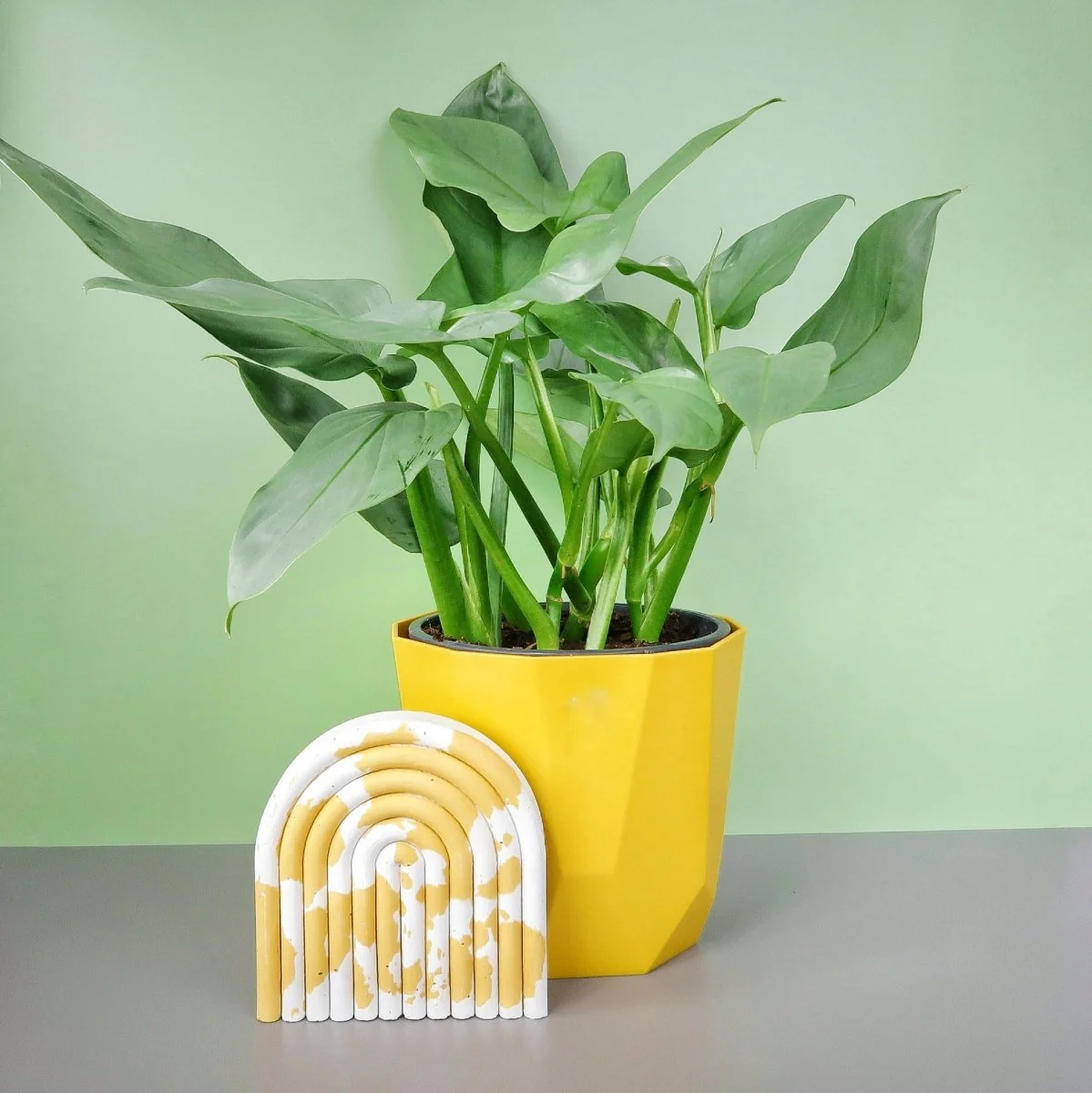PHILODENDRON HASTUM SILVER SWORD