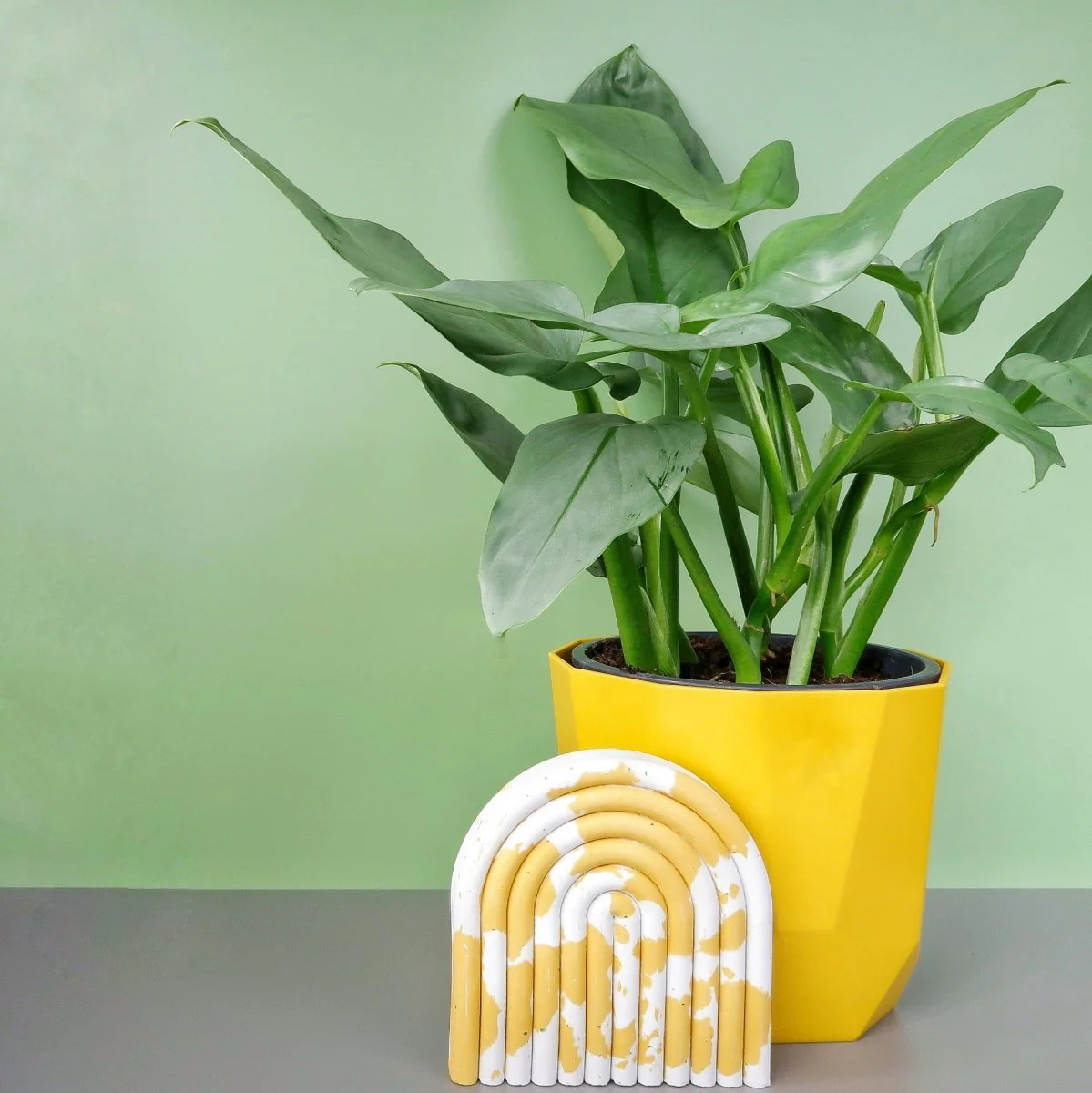 PHILODENDRON HASTUM SILVER SWORD - Image 2